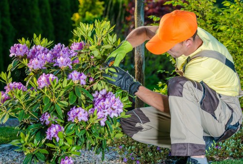 Professional tree lopping services in Marylebone