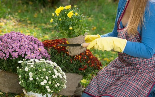 Selection of native plants suitable for Marylebone gardens